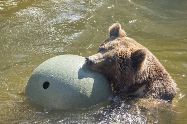 Brown Bear Ursus Arctos Playing Big Ball Water — Stock Photo, Image