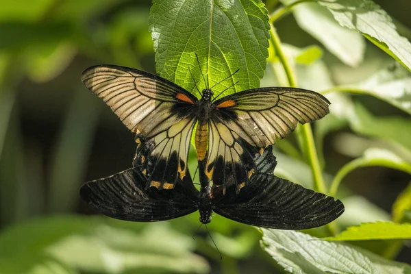Rubingefleckter Schwalbenschwanz Schmetterling Mit Dem Gemeinen Mormonen Schwalbenschwanz Schmetterling — Stockfoto