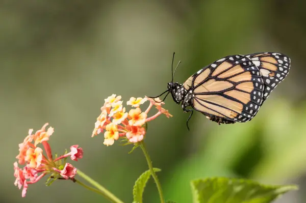 Monarch Vlinder Rusten Een Bloem — Stockfoto