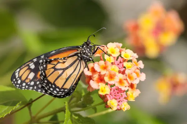 Monarch Kelebek Çiçek Üzerinde Dinlenme — Stok fotoğraf
