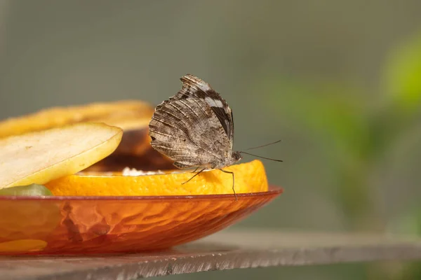 Tropical Butterfly Sitting Fruits — Stock Photo, Image