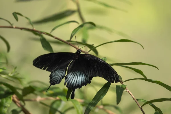 Papilio Polytes Common Mormon Swallowtail Butterfly — Stock Photo, Image