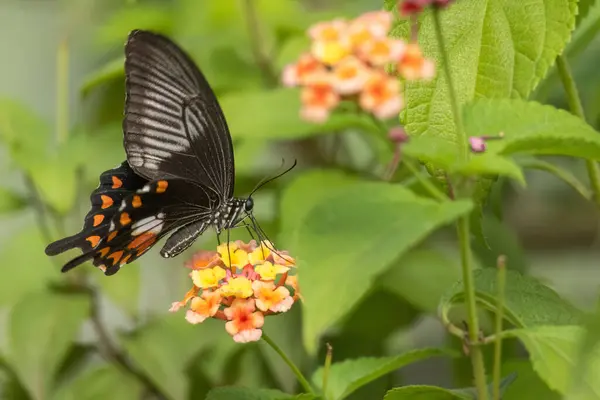 Beautiful American Swallowtail Butterfly Pollinating Fragrant Flower — Stock Photo, Image