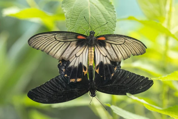红宝石斑纹燕尾蝶与普通的摩门教燕尾蝶 — 图库照片