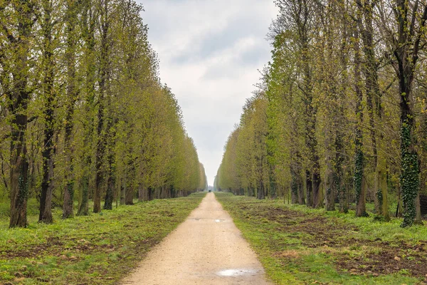 Alley Trees Eszterhaza Castle Park Fertod Hungary Europe — Stock Photo, Image