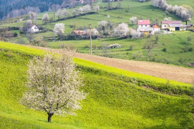 Yeşil çayırlarda çiçek açan ağaçlarla dolu bahar manzarası. Slovakya, Avrupa 'daki Hrinova köyü.