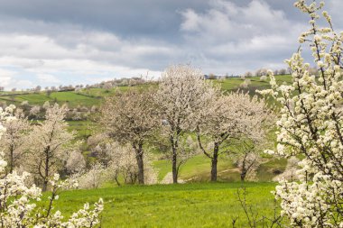 Avrupa 'nın Slovakya kentindeki Hrinova köyünün yakınındaki yeşil çayırlarda çiçek açan ağaçlarla dolu bahar manzarası.