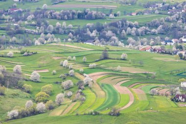 Yeşil çayırlarda çiçek açan ağaçlarla dolu bahar manzarası. Slovakya, Avrupa 'daki Hrinova köyü.