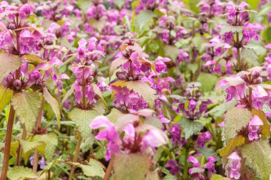 Lamium maculatum çiçeği, ayrıca mor ejderha olarak da bilinir..