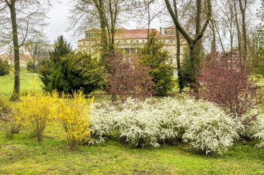 Trees in the park of Esterhazy Castle in Eisenstadt, Austria, Europe. clipart