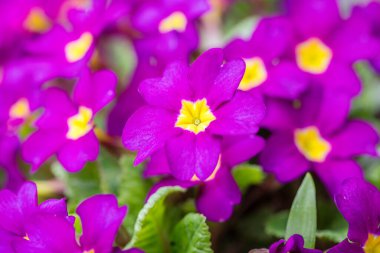Primula vulgaris 'in mor çiçekleri, çayırdaki bir grup çiçek..
