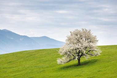 Çiçek açan ağaçlar ve arka planda dağlar olan güzel bahar manzarası. Slovakya, Avrupa 'daki Velka Fatra Milli Parkı.