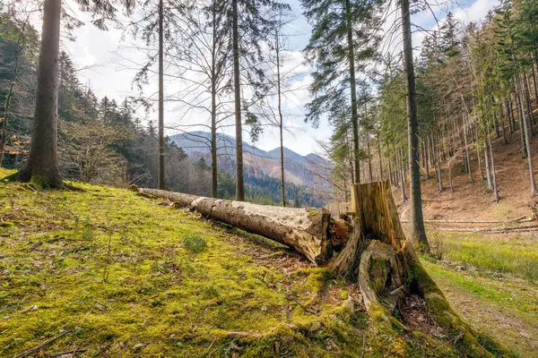 Broken Dry Tree Edge Forest Mala Fatra National Park Slovakia — Stock Photo, Image