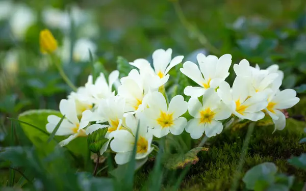 Primula Vulgaris Grupa Kwiatów Róży Ogrodzie — Zdjęcie stockowe