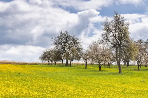 黄色い牧草地と花の木が咲いている春の風景 スロバキア ヨーロッパの北にあるターリエ地域 ストック写真
