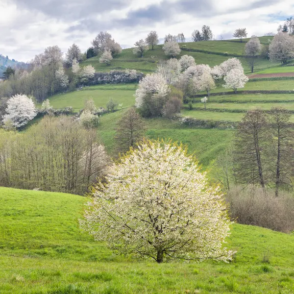 Frühlingslandschaft Mit Blühenden Bäumen Auf Einer Grünen Wiese Der Nähe Stockbild