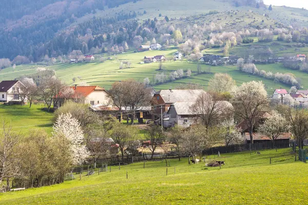 Frühlingslandschaft Mit Blühenden Bäumen Auf Einer Grünen Wiese Das Dorf lizenzfreie Stockbilder