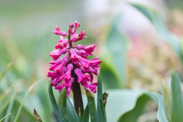 Die Gartenhyazinthe Hyacinthus Orientalis Blüht Nahaufnahme Stockbild