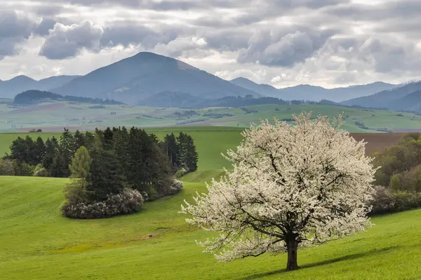 Vackert Vårlandskap Med Blommande Träd Och Berg Bakgrunden Utsikt Över Stockbild