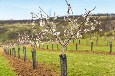 Güney Moravya, Çek Cumhuriyeti ve Avrupa 'daki Hustopece kasabasındaki Badem Bahçesi' nde çiçek açan ağaç manzarası.