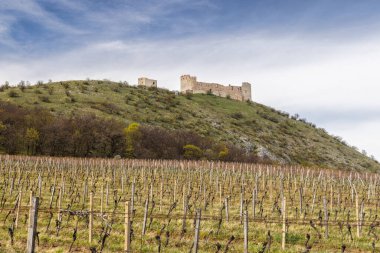 Güney Moravya, Çek Cumhuriyeti ve Avrupa 'daki üzüm bağının üstündeki Pavlov Tepeleri' ndeki Devicky şatosunun kalıntıları..