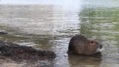 Nehir kenarındaki besin değeri (Myocastor coypus).