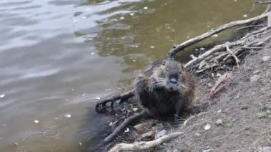 Nehir kenarındaki besin değeri (Myocastor coypus).