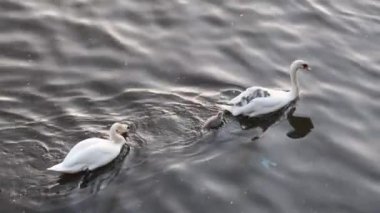 Prag 'daki Vltava nehrinde gençlerle yüzen kuğular..