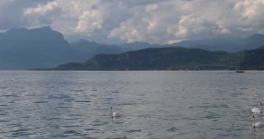 Arka planda dağlar olan Garda Gölü 'ndeki kuğular, Lazise şehir kıyılarından, İtalya' dan, Avrupa 'dan manzara