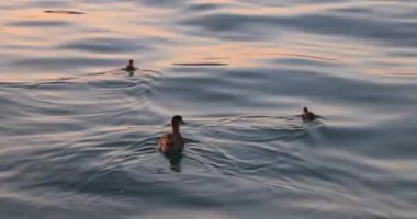 Avrupa 'daki Garda Gölü' nde büyük bir dalış yapan ördek yavrusu olan kırmızı ibikli pochard (Netta rufina)..