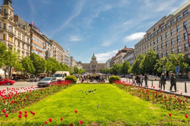 PRAG, CZECH Cumhuriyet - 8 Mayıs 2023: güneşli bir günde ön planda lalelerle Wenceslas Meydanı.