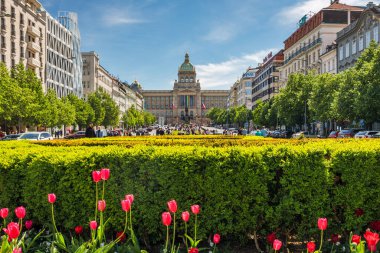 PRAG, CZECH Cumhuriyet - 8 Mayıs 2023: güneşli bir günde ön planda lalelerle Wenceslas Meydanı.