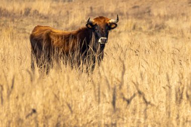 Yaban öküzleri (Bos primigenius), Wetland 'da yaşayan Tauros cinsi. Pilsen Bölgesi, Çek Cumhuriyeti, Avrupa' daki Janovsky mokratı..