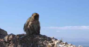 Cebelitarık 'taki maymun, İngiliz Denizaşırı Bölgesi ve İber Yarımadası' ndaki şehir. Berber bir makak kayalık bir çıkıntıya tünemiş, berrak mavi gökyüzünün altındaki uzak bir manzaraya bakıyor..