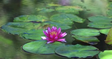 Endülüs, İspanya, Avrupa 'daki Malaga şehrindeki La Concepcion Tarihi Botanik Bahçesi. Nilüfer çiçekli pembe su zambağı, nilüferli gölet sahnesi ve bir kurbağa..