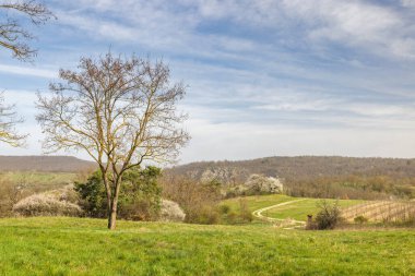Çek Cumhuriyeti 'nin Güney Moravya Bölgesi' nde Znojmo kasabası yakınlarındaki Podyji Ulusal Parkı manzarası.