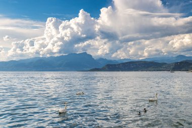 Arka planda dağlar olan Garda Gölü 'ndeki kuğular, Lazise şehir kıyılarından, İtalya' dan, Avrupa 'dan manzara