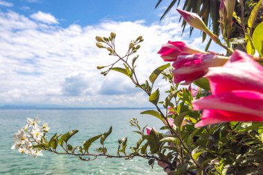 Güneşli bir günde Garda Gölü 'nde çiçekler.