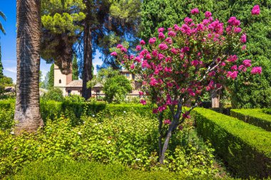 Granada kasabasındaki Alhambra kompleksi, Endülüs, İspanya. Canlı pembe çiçekler yemyeşil bir bahçede çiçek açar manikürlü çalılar ve arka planda antik mimari.