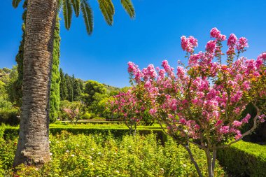 Granada kasabasındaki Alhambra kompleksi, Endülüs, İspanya. Berrak mavi bir gökyüzünün altında, yemyeşil bir bahçede canlı pembe çiçekler açar..