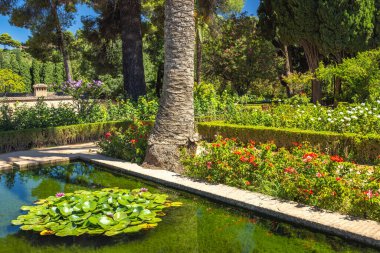 Granada kasabasındaki Alhambra kompleksi, Endülüs, İspanya. Havuzu olan sakin bir bahçe, yemyeşil bir yer ve canlı çiçekler. Doğanın kucağında huzurlu bir kaçış..