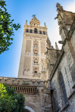 Seville Katedrali 'nin Giralda çan kulesi Sevilla kasabası, Endülüs, İspanya, Avrupa' daki Saint Mary Katedrali. Açık mavi gökyüzüne karşı süslü bir kule..