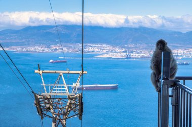 Cebelitarık 'taki maymun, İngiliz Denizaşırı Bölgesi ve İber Yarımadası' ndaki şehir. Barbar bir macaque teleferik üzerinde oturur, okyanusa ve kıyı şehrine teleferikle bakar. Çarpıcı görünüm.