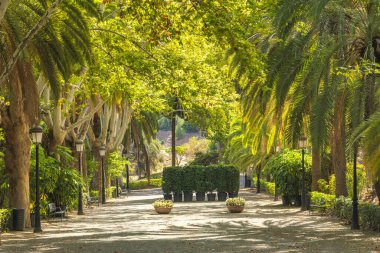 Endülüs, İspanya, Avrupa 'daki Malaga şehrindeki La Concepcion Tarihi Botanik Bahçesi. Güneşli park yolu palmiye ağaçları ve banklarla kaplı, sakin ve davetkar bir atmosfer yaratıyor..