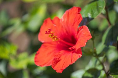 Canlı kırmızı amber çiçeği. Karmaşık detaylarını ve zengin rengini bulanık yeşil arka planda sergiliyor..