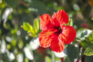 Canlı kırmızı çiçekli çiçek, bulanık yeşil bir arkaplan karşısında karmaşık detaylarını sergiliyor..