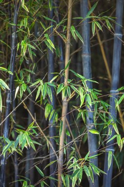 Endülüs, İspanya, Avrupa 'daki Malaga şehrindeki La Concepcion Tarihi Botanik Bahçesi. Koyu yeşil bambu yaprakları koyu saplara karşı. Canlı, doğal bir sahne..