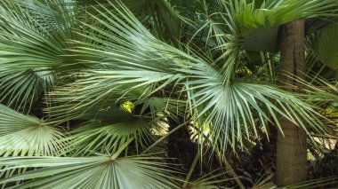 Endülüs, İspanya, Avrupa 'daki Malaga şehrindeki La Concepcion Tarihi Botanik Bahçesi. Bereketli yeşil palmiye yaprakları yoğun, tropikal bir zemin oluşturur.