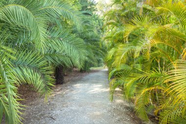 Endülüs, İspanya, Avrupa 'daki Malaga şehrindeki La Concepcion Tarihi Botanik Bahçesi. Çakıllı bir patika, bereketli bir palmiye bahçesinin içinden geçiyor, güneş ışığı yaprakları süslüyor..