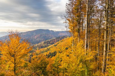 Sonbahar sabahı güzel dağlık kırsal alan. Slovakya 'nın kuzeybatısındaki Akçaağaç Dağları, Avrupa.